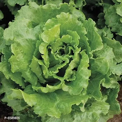 Lettuce Green Salad Patta Vegetables Seeds - Pack Of 100 Seeds-thumb2