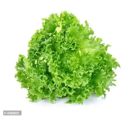 Lettuce Green Salad Patta Vegetables Seeds - Pack Of 100 Seeds-thumb3