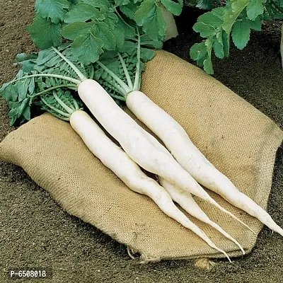 White radish Seeds- Pack Of 50 Seeds-thumb0