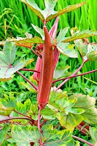 Red Lady Finger Seeds-thumb2