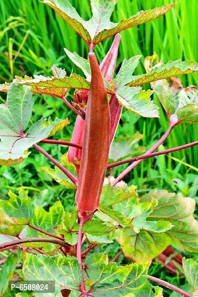 Red Lady Finger Seeds-thumb3