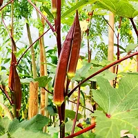 Red Lady Finger Seeds-thumb3