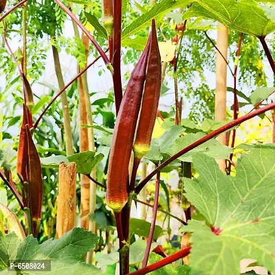 Red Lady Finger Seeds-thumb4