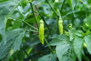 High Yield Green Chili Rare Seeds- Vegetable 20 Seeds-thumb1