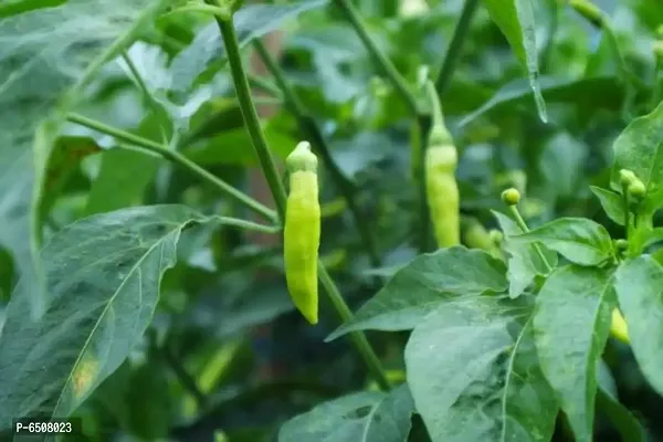 High Yield Green Chili Rare Seeds- Vegetable 20 Seeds-thumb2