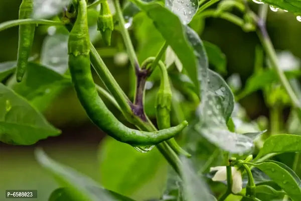 High Yield Green Chili Rare Seeds- Vegetable 20 Seeds-thumb3