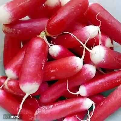 Red Radish Seeds- Pack Of 50 Vegetables Seeds
