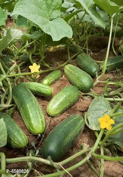 Cucumber F1 Summer Vegetable Seeds - Pack Of 50 Seeds-thumb0