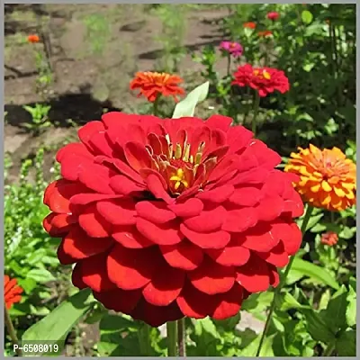 Zinnia Red Color Flower Hybrid- Pack Of 30 Seeds-thumb0