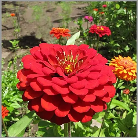 Yellow Cherry Tomato Seeds; Zinnia Red Color Flower Hybrid Seeds, Red Lady Finger Seeds