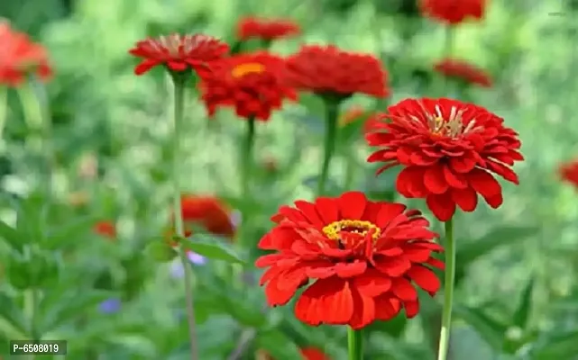Zinnia Red Color Flower Hybrid- Pack Of 30 Seeds-thumb3