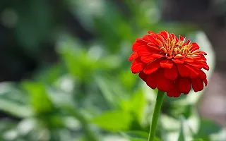 Zinnia Red Color Flower Hybrid- Pack Of 30 Seeds-thumb1