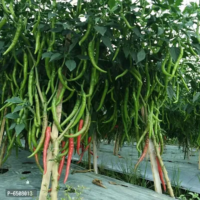 Hybrid Rare Green Chili Vegetable - 50 Seeds Pack-thumb0