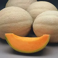 Musk Melon Golden Orange Flesh - Pack Of 30 Seeds-thumb1