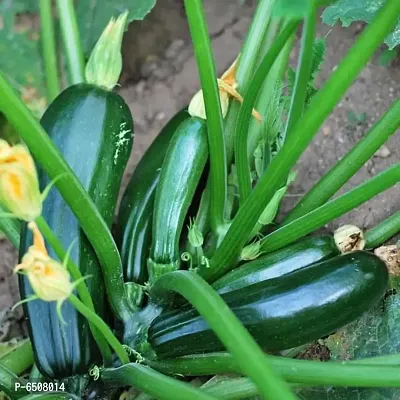 Recron Seeds F1 High Yielding Hybrid Green Long Squash Zucchini - 10 Seeds-thumb0