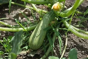 Recron Seeds F1 High Yielding Hybrid Green Long Squash Zucchini - 10 Seeds-thumb2