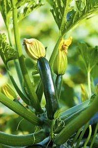 Recron Seeds F1 High Yielding Hybrid Green Long Squash Zucchini - 10 Seeds-thumb3