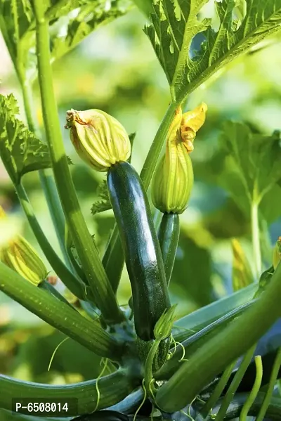 Recron Seeds F1 High Yielding Hybrid Green Long Squash Zucchini - 10 Seeds-thumb4