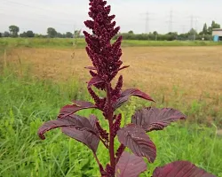 Amaranthus Red - Pachai Thandu Keerai , Chaulai Sag - Pack Of 500-thumb1