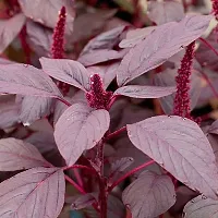 Amaranthus Red - Pachai Thandu Keerai , Chaulai Sag - Pack Of 500-thumb3