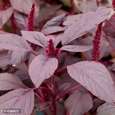 Amaranthus Red - Pachai Thandu Keerai , Chaulai Sag - Pack Of 500-thumb4