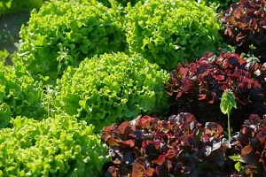 Lettuce Red Salad Patta Vegetables Seeds - Pack Of 50 Seeds F1 Hybrid-thumb3