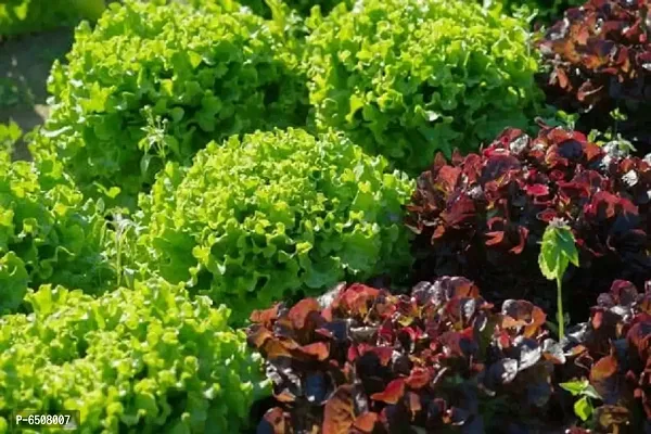 Lettuce Red Salad Patta Vegetables Seeds - Pack Of 50 Seeds F1 Hybrid-thumb4