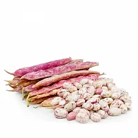 Red Bean Sutra ( Cranberry Beans ) Vegetable Seeds Pack Of 15-thumb3