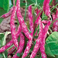 Red Bean Sutra ( Cranberry Beans ) Vegetable Seeds Pack Of 15-thumb2