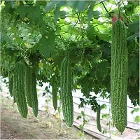 Bittergourd (Karela) Green Long Vegetable Seeds Pack Of 15-thumb2