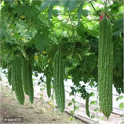 Bittergourd (Karela) Green Long Vegetable Seeds Pack Of 15-thumb3