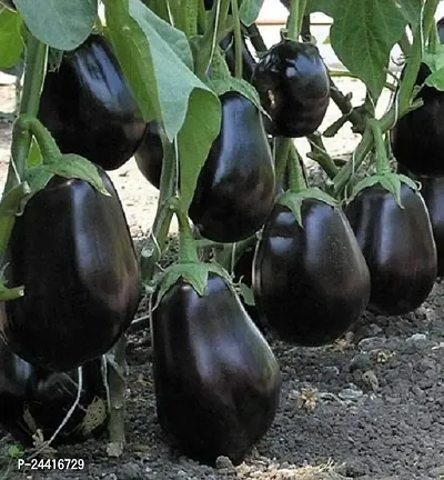 Black Brinjal Vegetable Seeds Pack Of 50-thumb0