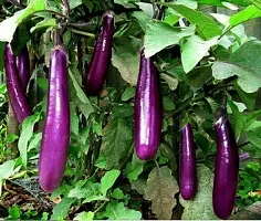 Brinjal Purple Long Vegetable Seeds Pack Of 50-thumb1