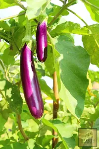 Brinjal Purple Long Vegetable Seeds Pack Of 50-thumb4