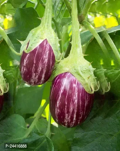 Brinjal Kateri Vegetable Seeds Pack Of 50-thumb0