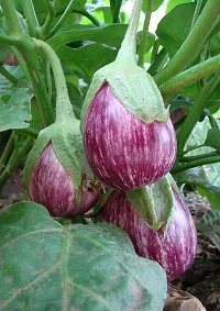 Brinjal Kateri Vegetable Seeds Pack Of 50-thumb3