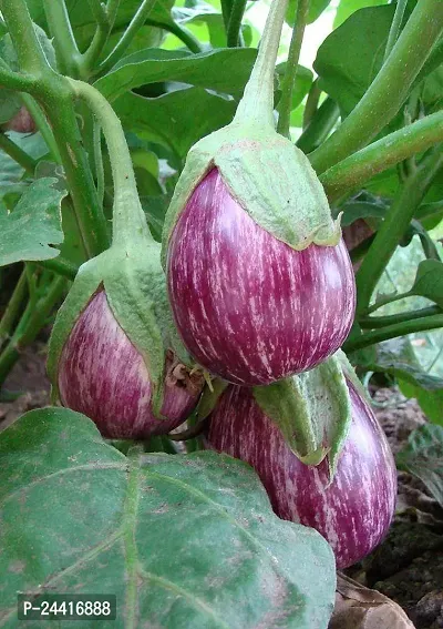 Brinjal Kateri Vegetable Seeds Pack Of 50-thumb4