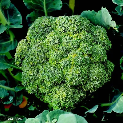 Exotic Broccoli Green Vegetable Seeds Pack Of 100-thumb0