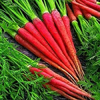 Carrot Red Vegetable Seeds Pack of 50-thumb3