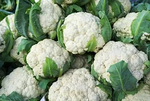 Caulfower Snowball Varity Vegetable Seeds Pack Of 100-thumb1