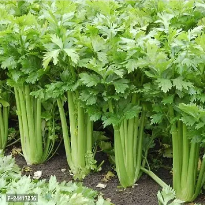 Celery (Ajmoda / Ajma) Vegetable Seeds Pack of 100-thumb0