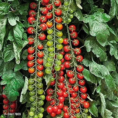 Red Cherry Toamto Hybrid Vegetable Seeds Pack Of 50