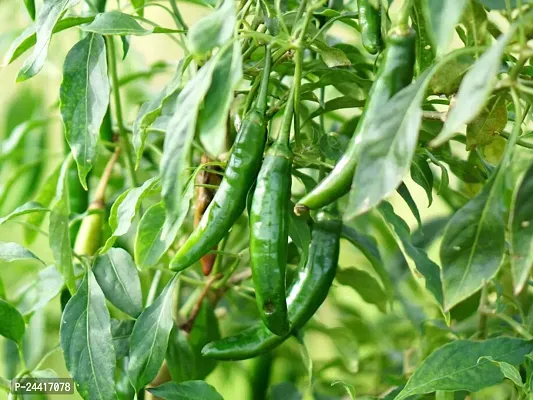 Green Chilli Hybrid Vegetable Seeds Pack Of 50