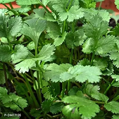 Coriander Desi Vegetable Seeds Pack 0f 100