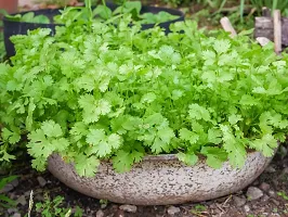 Coriander Desi Vegetable Seeds Pack 0f 100-thumb2