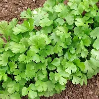 Coriander Desi Vegetable Seeds Pack 0f 100-thumb1