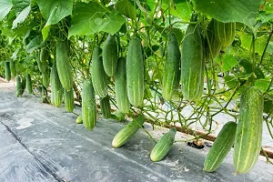 Cucumber / Kakdi / Khira / Kherra Vegetable Seeds Pack Of 50-thumb2