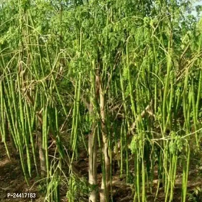Drumstick (Sahajan Falli) Desi Vegetable Seeds Pack Of 15-thumb0