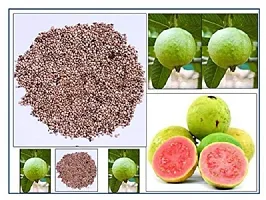 Jamrukh (Guava) Red Fruit Seeds Pack Of 100-thumb1