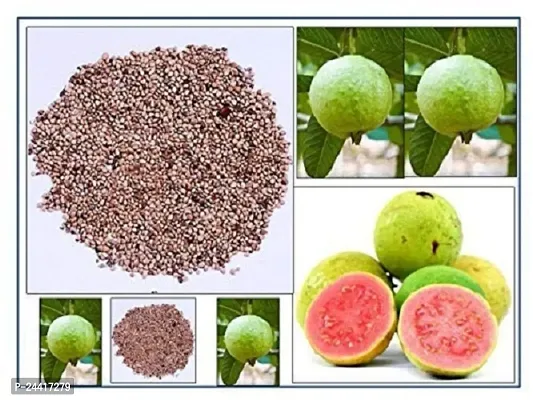 Jamrukh (Guava) Red Fruit Seeds Pack Of 100-thumb2